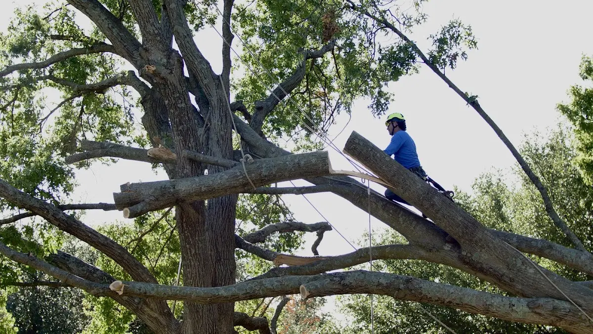 Professional Crown Thinning performed by certified arborists in Taylor Ridge