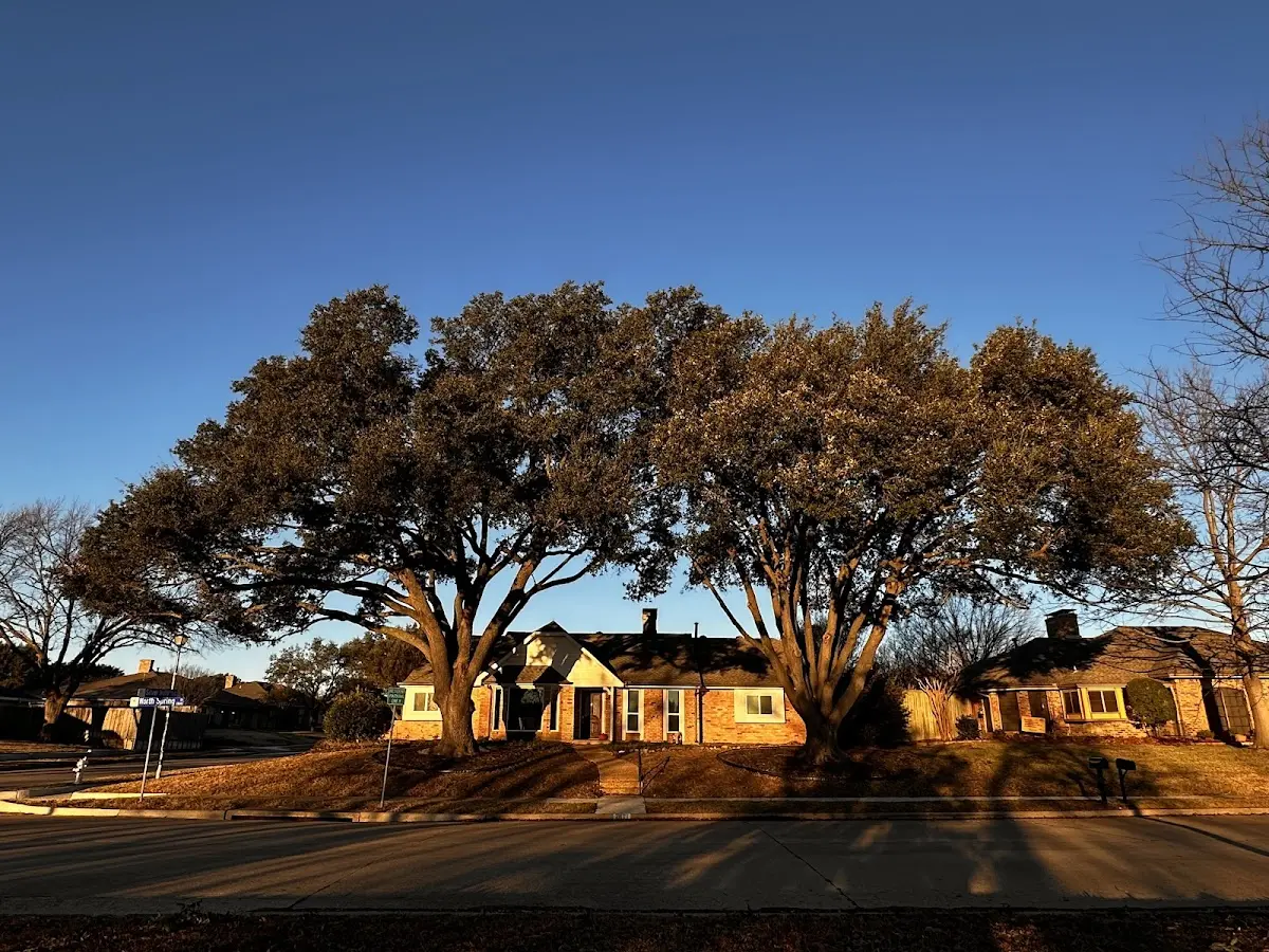 Established residential canopy tree shading a home in Taylor Ridge